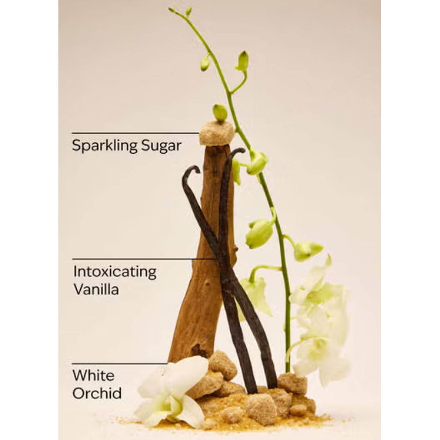 Vanilla beans and orchids with labeled scents on a beige background