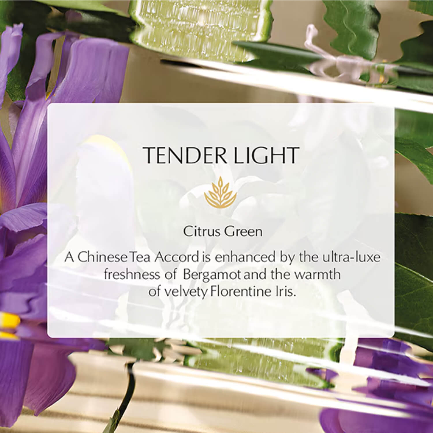 image showing fragrance of Estee Lauder Eau de Parfum Tender Light for her available at Heygirl.pk for cash on delivery in Pakistan